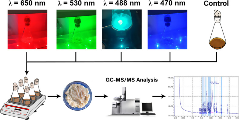 Influence of low-intensity artificial light on the fatty acid profile of the biotechnologically important culinary mushroom Pleurotus eryngii in vitro.