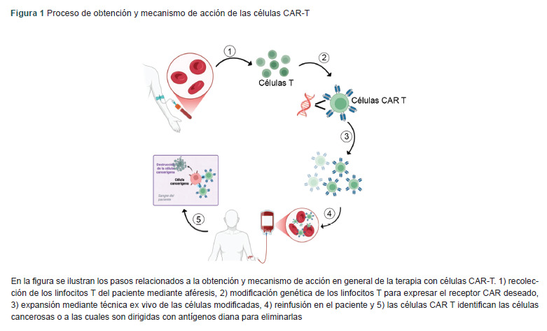 [CAR-T cells in Dermatology: Mechanisms of action and applications in autoimmune diseases].