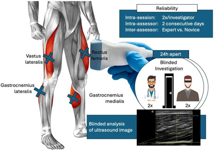 Examiner experience moderates reliability of human lower extremity muscle ultrasound measurement - a double blinded measurement error study.