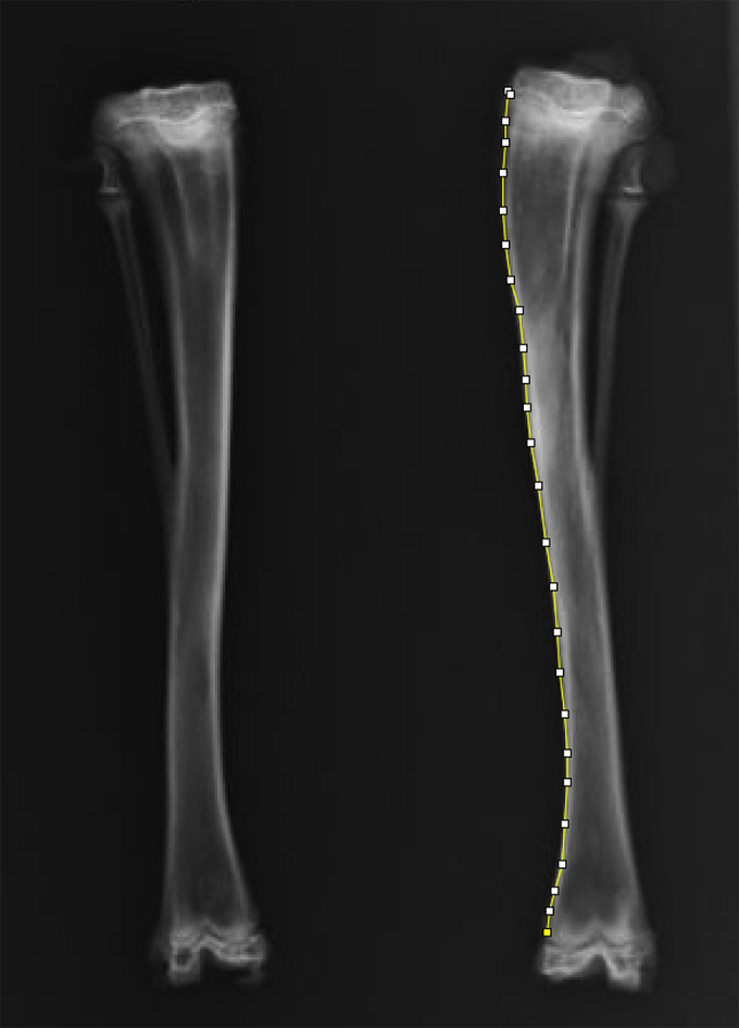 The effect of metaphyseal holes and interposition material on the longitudinal growth stimulation of long bones in a rabbit model.