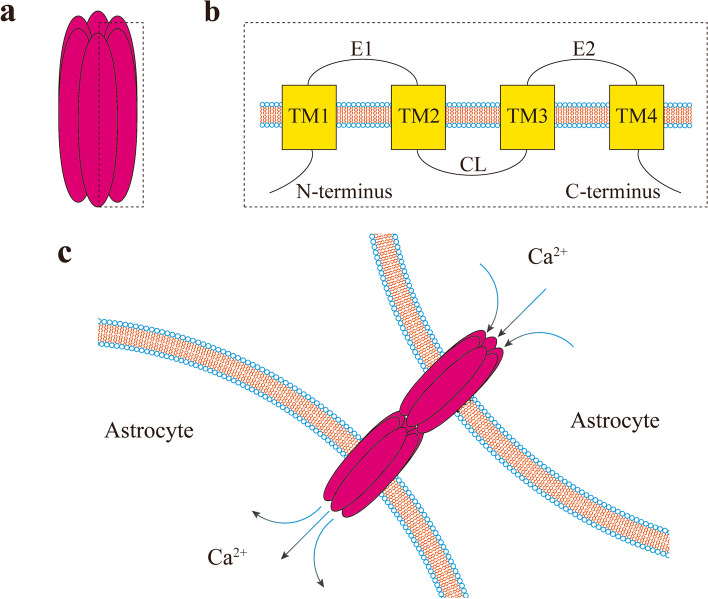 Research progress of connexins in epileptogensis.