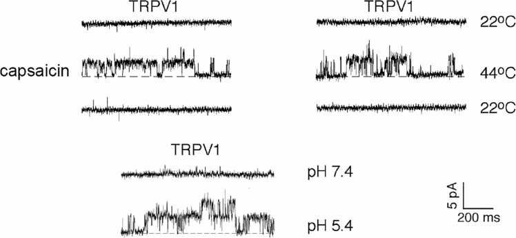 TRPV1 and thermosensitivity.