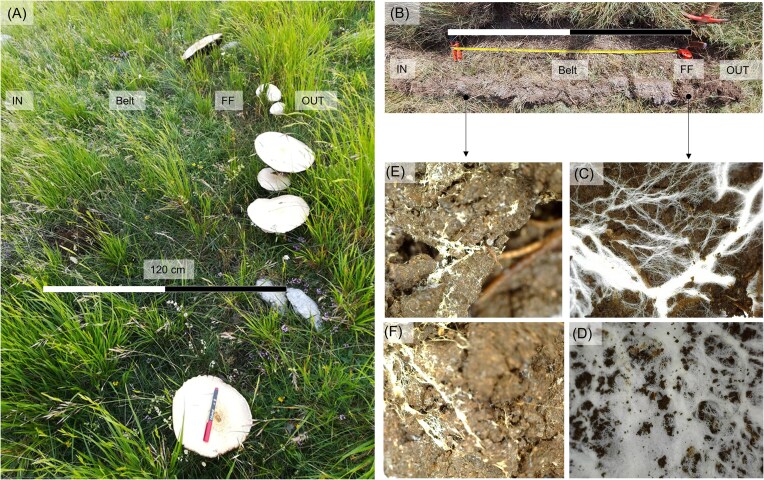 Mechanisms and impacts of Agaricus urinascens fairy rings on plant diversity and microbial communities in a montane Mediterranean grassland.