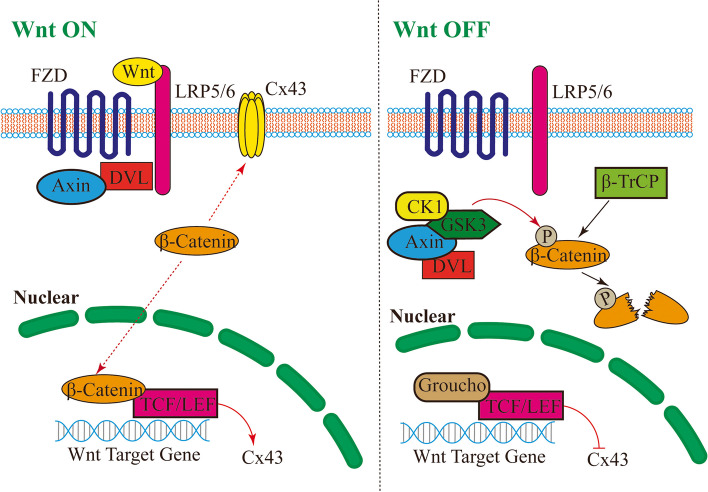 Research progress of connexins in epileptogensis.