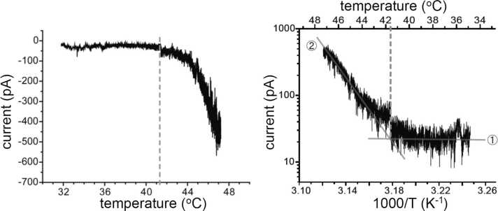 TRPV1 and thermosensitivity.