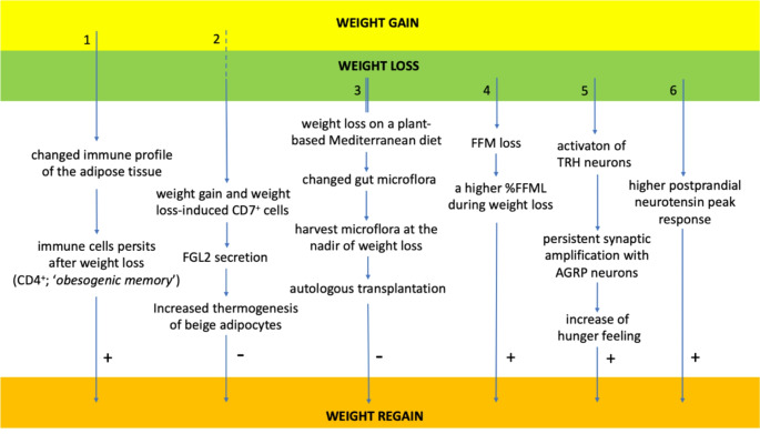 Physiology of Weight Regain after Weight Loss: Latest Insights.
