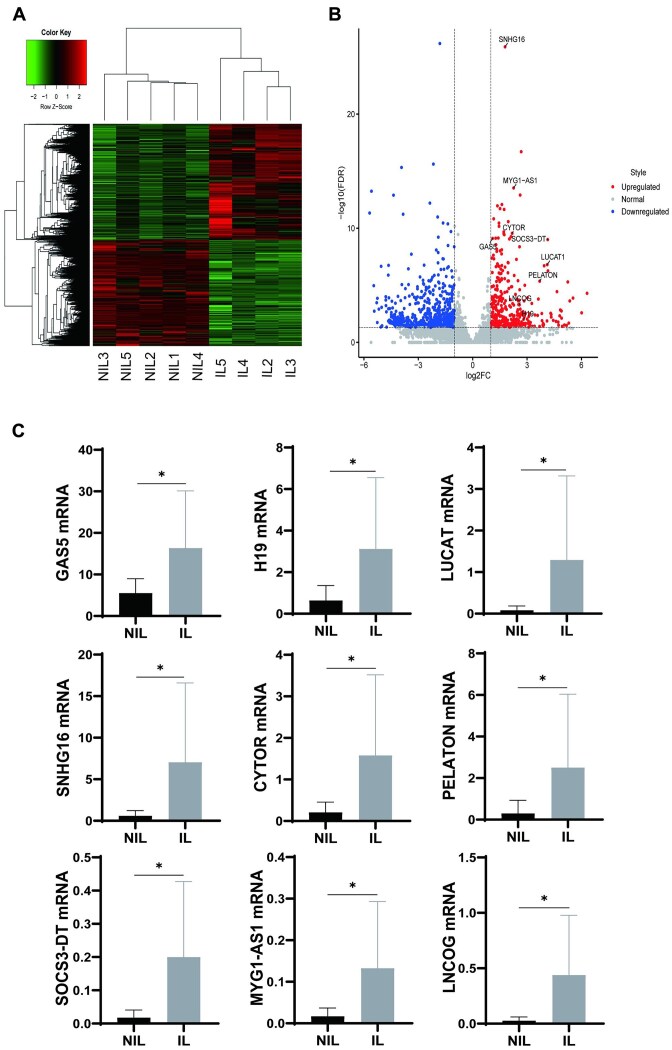 LncRNA GAS5 Regulates Myometrial Cell Contractions in an m6A-Dependent Manner.