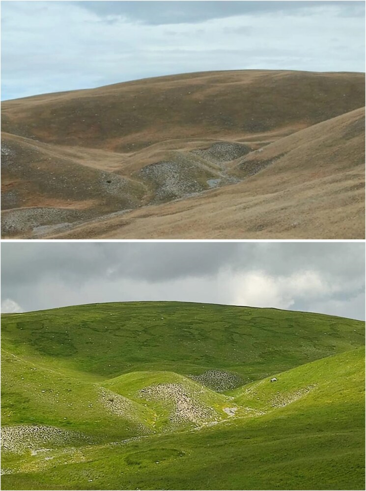 Mechanisms and impacts of Agaricus urinascens fairy rings on plant diversity and microbial communities in a montane Mediterranean grassland.