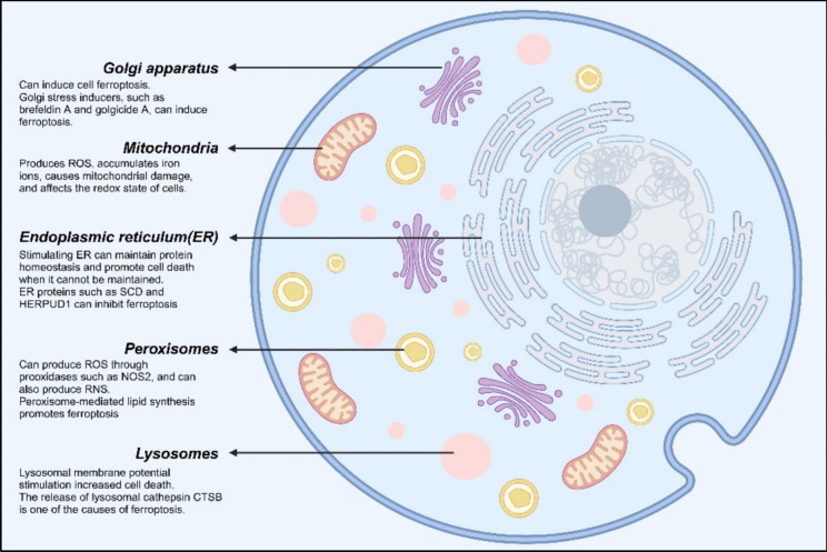 Insights into emerging mechanisms of ferroptosis: new regulators for cancer therapeutics.
