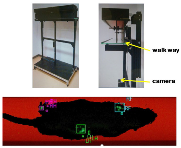 Development of a Novel Rat Knee Osteoarthritis Model Induced by Medial Meniscus Extrusion.