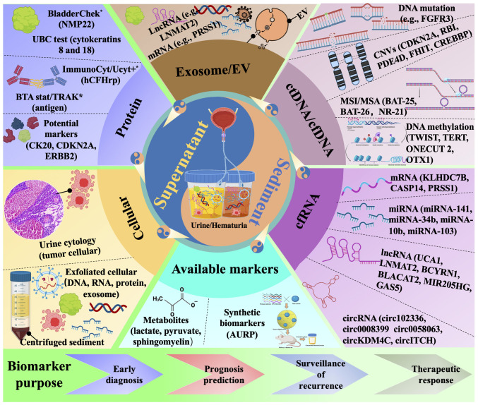 Unleashing the power of urine‑based biomarkers in diagnosis, prognosis and monitoring of bladder cancer (Review).