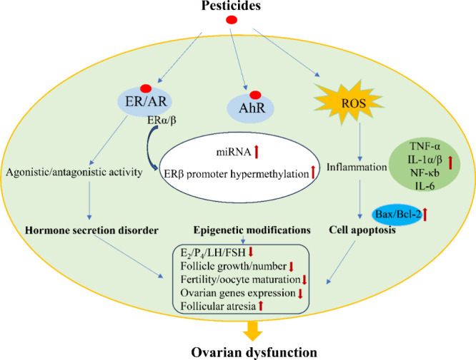 Adverse Effects of Pesticides on the Ovary: Evidence from Epidemiological and Toxicological Studies.