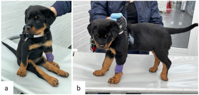 Lumbar round cell sarcoma in a 10-week-old rottweiler puppy.