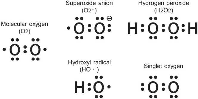 Involvement of ROS signal in aging and regulation of brain functions.