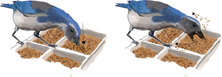 Revisiting episodic-like memory in scrub jays: Is there more we can still learn from what-where-when caching behaviour?