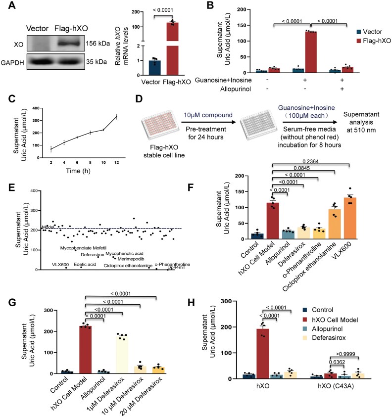 Identification of deferasirox as a human xanthine oxidase inhibitor.