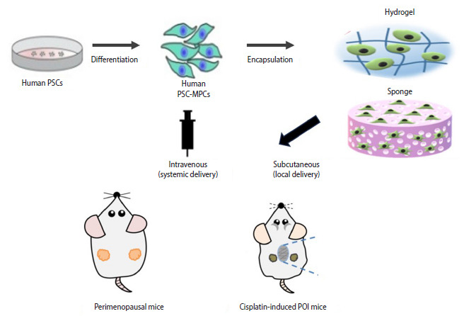 Preservation of ovarian function using human pluripotent stem cell-derived mesenchymal progenitor cells.