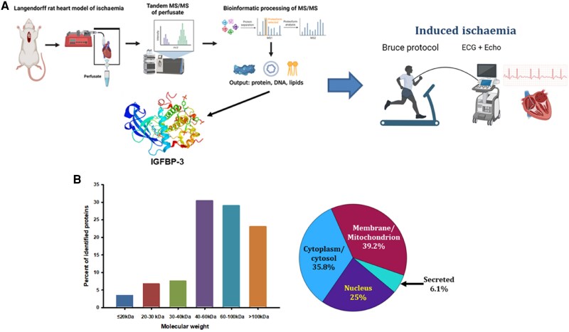 Insulin-like growth factor binding protein-3 (IGFBP-3): a biomarker of coronary artery disease induced myocardial ischaemia.
