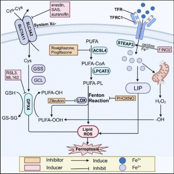 Insights into emerging mechanisms of ferroptosis: new regulators for cancer therapeutics.