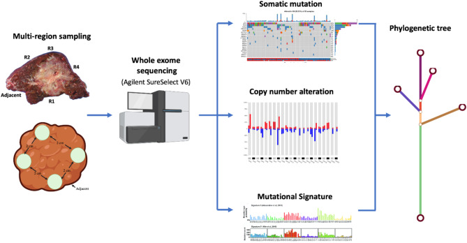 Whole exome sequencing of multi-regions reveals tumor heterogeneity in Opisthorchis viverrini-associated cholangiocarcinoma.