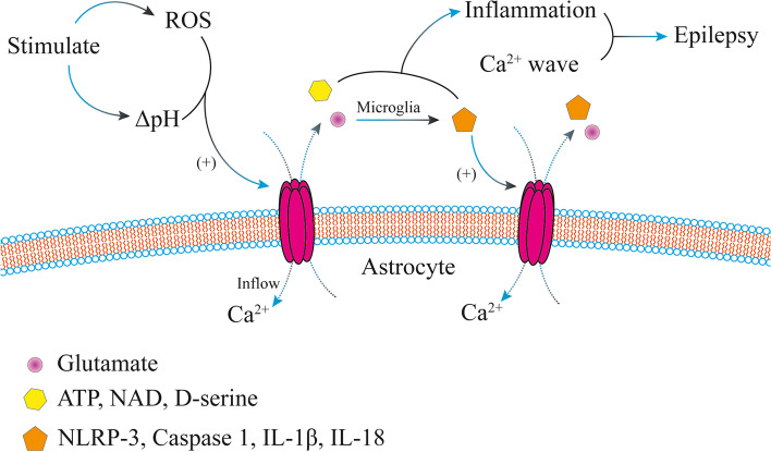 Research progress of connexins in epileptogensis.