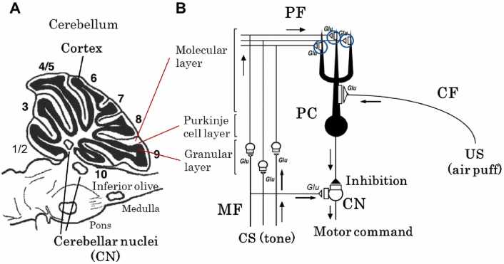 Involvement of ROS signal in aging and regulation of brain functions.