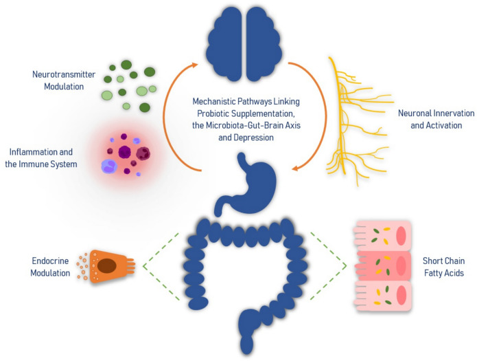 The Role and Mechanisms of Probiotic Supplementation on Depressive Symptoms: A Narrative Review.