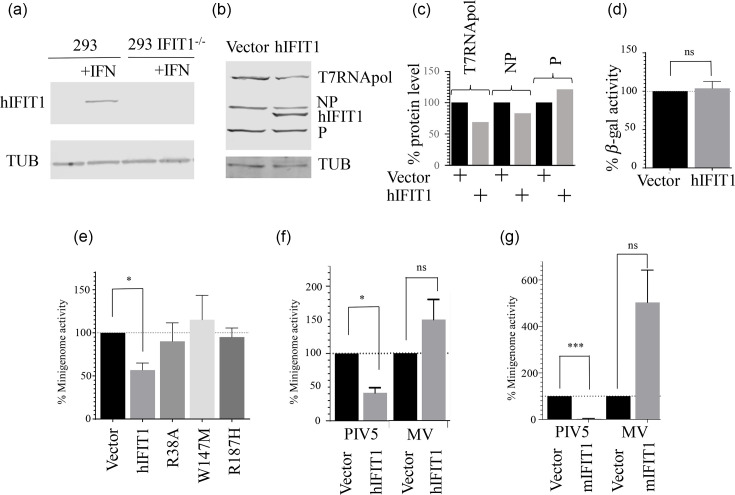 The Cap-proximal secondary structures of the 5'UTRs of parainfluenza virus 5 mRNAs specify differential sensitivity to type I interferon and IFIT1.
