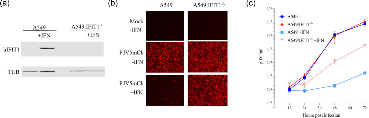 The Cap-proximal secondary structures of the 5'UTRs of parainfluenza virus 5 mRNAs specify differential sensitivity to type I interferon and IFIT1.