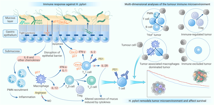 Decoding the interplay: <i>Helicobacter pylori</i> infection, tumor immune microenvironment, and immunotherapy outcomes in gastrointestinal cancers.