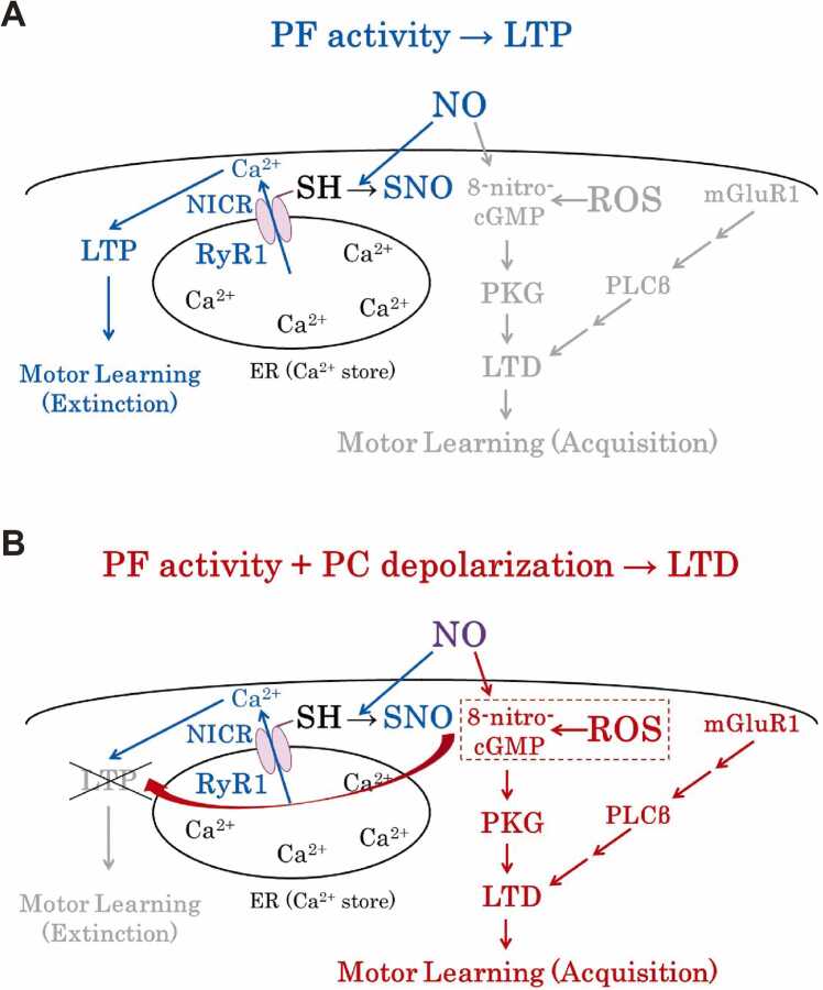 Involvement of ROS signal in aging and regulation of brain functions.