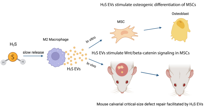 Gas-powered extracellular vesicles promote bone regeneration.