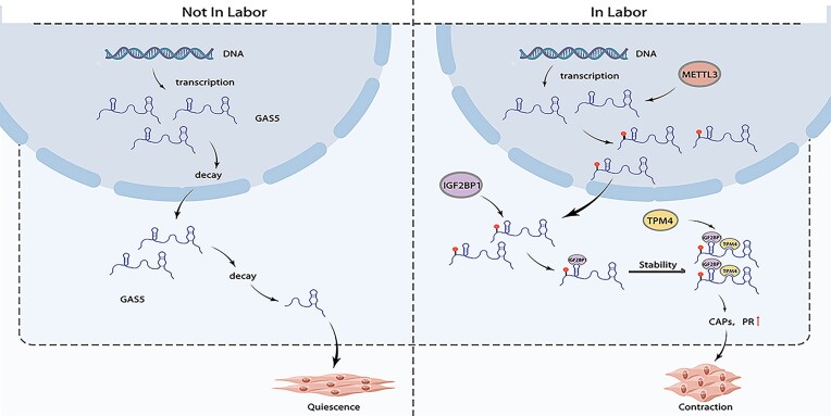 LncRNA GAS5 Regulates Myometrial Cell Contractions in an m6A-Dependent Manner.