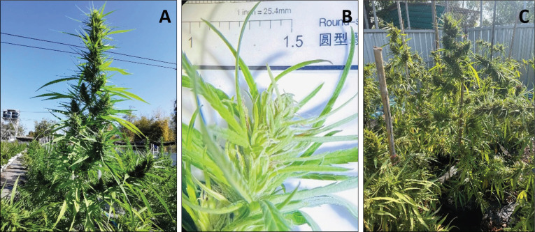 In vitro antimicrobial activity of Thai stick cannabis Hang Kra Rog Phu Phan (<i>Cannabis sativa</i> L.), sugar leaves extract against pathogenic bacteria.