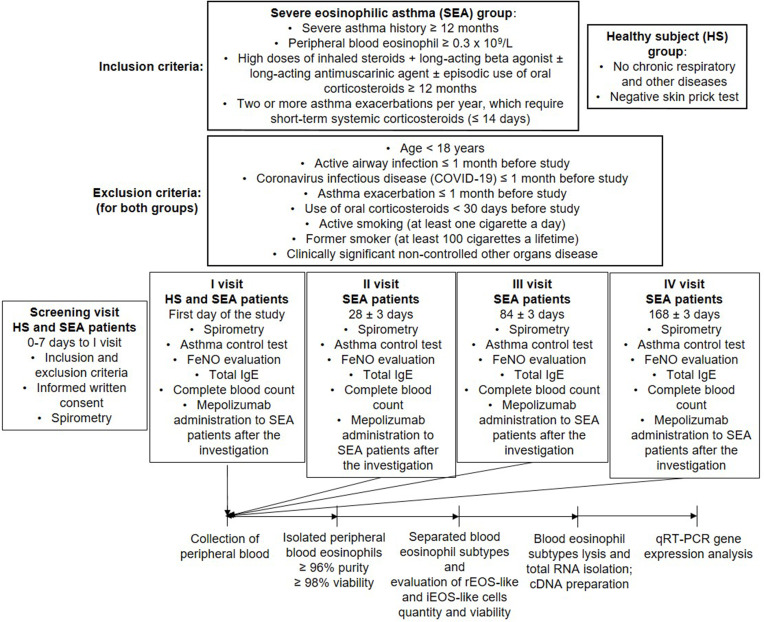The Effect of Mepolizumab on Blood Eosinophil Subtype Distribution and Granule Protein Gene Expression in Severe Eosinophilic Asthma.