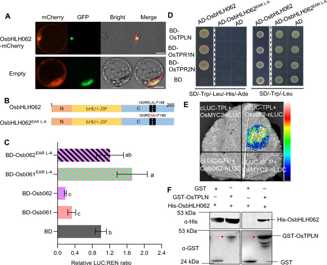 OsbHLH062 regulates iron homeostasis by inhibiting iron deficiency responses in rice
