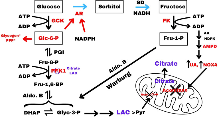 Aldose reductase, fructose and fat production in the liver.