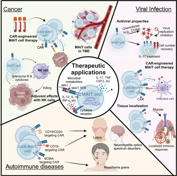 Biological functions and therapeutic applications of human mucosal-associated invariant T cells.