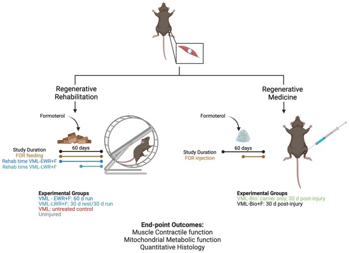 Advancing β-adrenoreceptor agonism for recovery after volumetric muscle loss through regenerative rehabilitation and biomaterial delivery approaches.