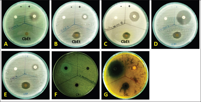 In vitro antimicrobial activity of Thai stick cannabis Hang Kra Rog Phu Phan (<i>Cannabis sativa</i> L.), sugar leaves extract against pathogenic bacteria.