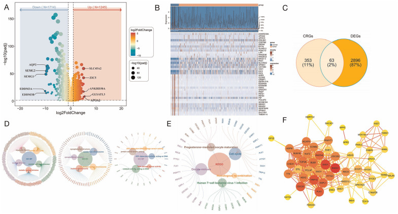Prognostic Value of Centrosome Replication-Related Genes in Prostate Cancer Based on Transcriptomic and Mendelian Randomization.