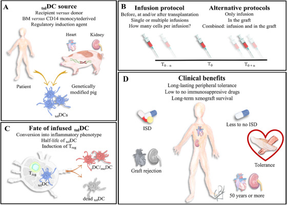 Dendritic Cells in Xenotransplantation: Shaping the Cellular Immune Response Toward Tolerance.