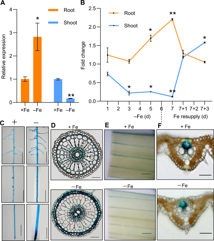 OsbHLH062 regulates iron homeostasis by inhibiting iron deficiency responses in rice