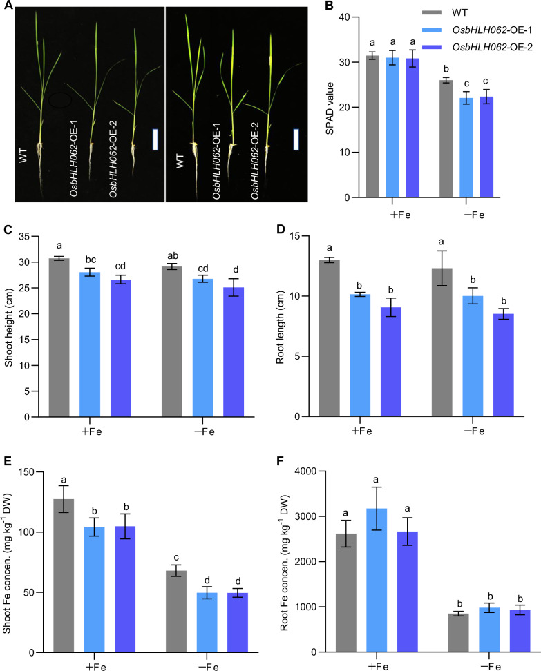 OsbHLH062 regulates iron homeostasis by inhibiting iron deficiency responses in rice