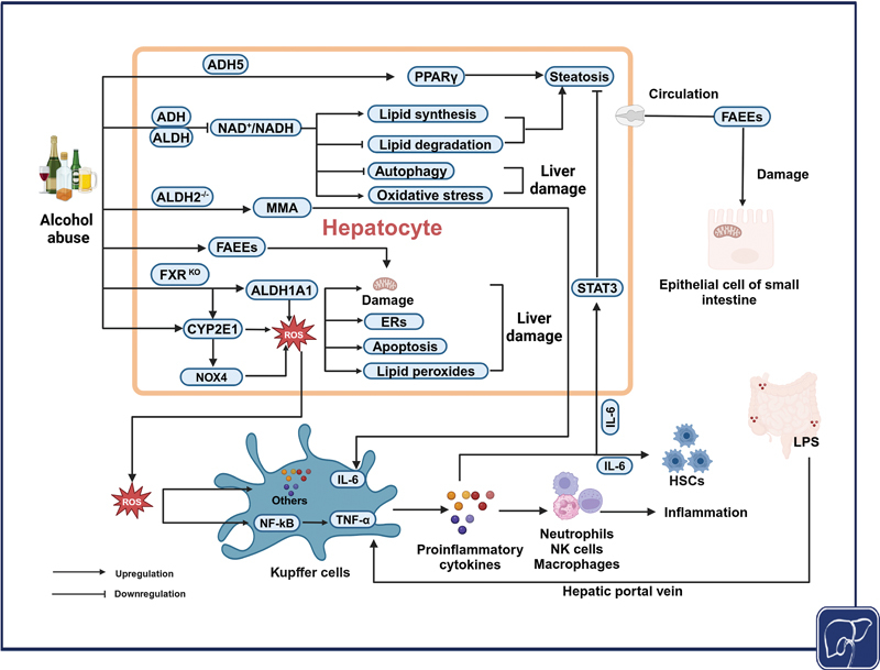 Alcohol-Metabolizing Enzymes, Liver Diseases and Cancer.