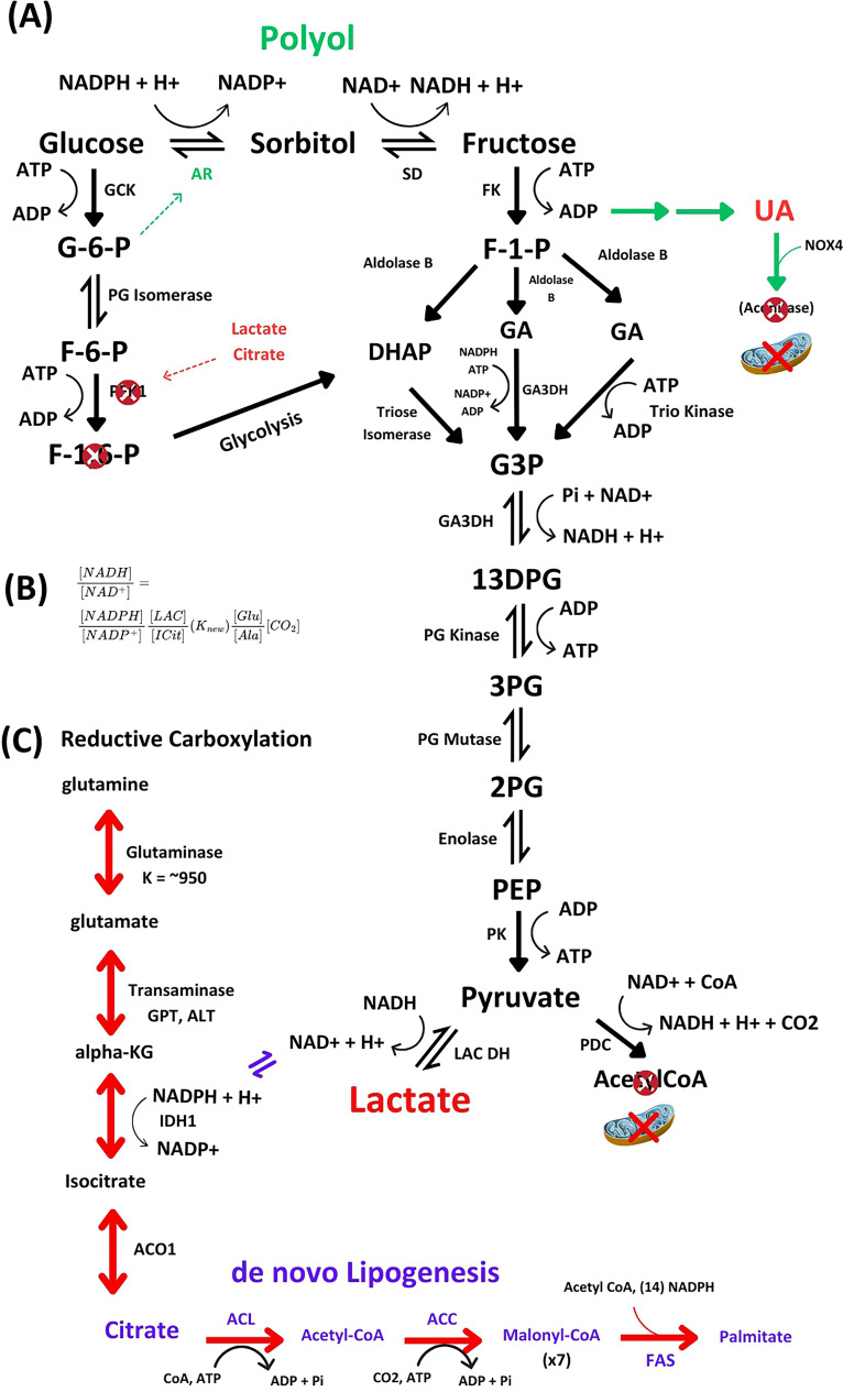 Aldose reductase, fructose and fat production in the liver.