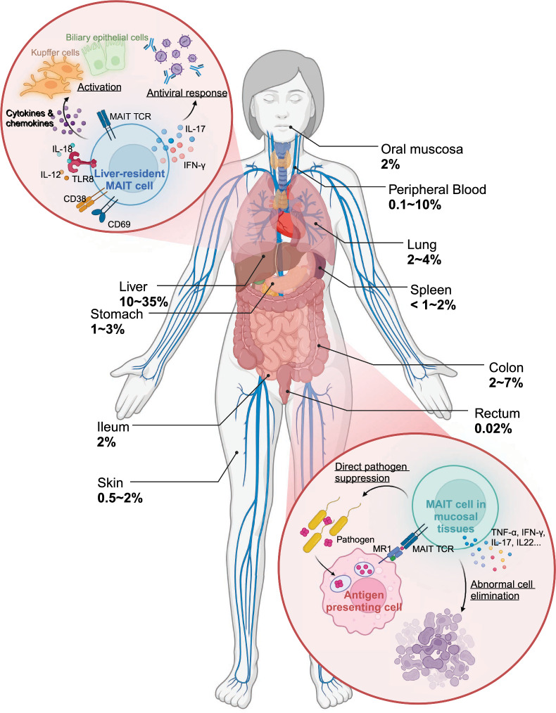Biological functions and therapeutic applications of human mucosal-associated invariant T cells.
