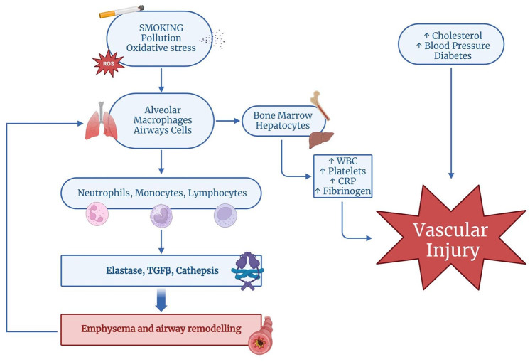 Biological pathways and mechanisms linking COPD and cardiovascular disease.