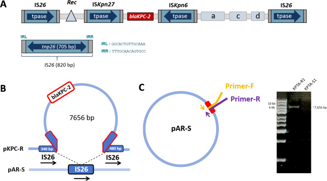 IS26 carrying bla<sub>KPC-2</sub> mediates carbapenem resistance heterogeneity in extensively drug-resistant Klebsiella pneumoniae isolated from clinical sites.