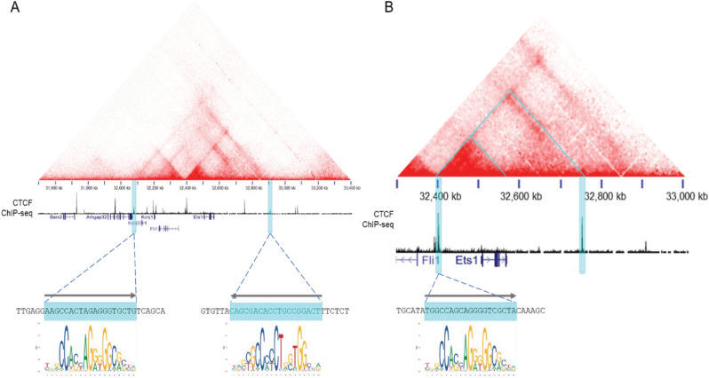 Sequences within and upstream of the mouse Ets1 gene drive high level expression in B cells, but are not sufficient for consistent expression in T cells.
